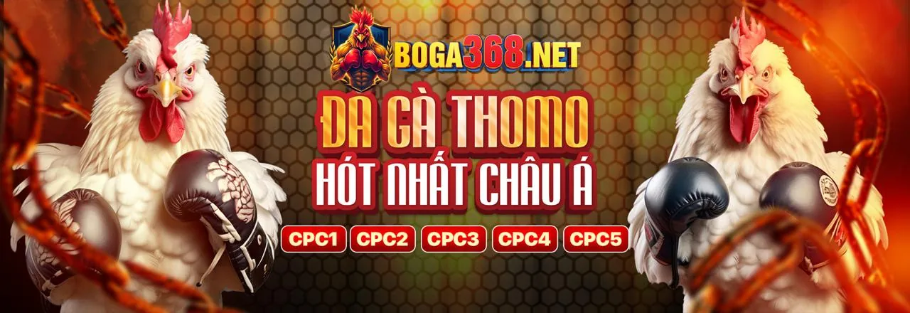 Hình ảnh chọi gà tại sàn đấu